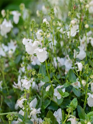 DIASCIA Picadilly White